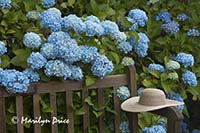 Hydrangea and hat, grounds of Government House, Victoria, BC