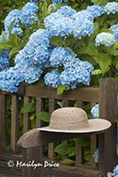 Hydrangea and hat, grounds of Government House, Victoria, BC