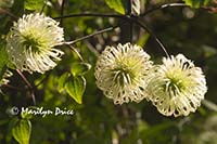 Clematis seed heads, grounds of Government House, Victoria, BC