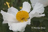 White poppy, grounds of Government House, Victoria, BC