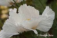 White poppy, grounds of Government House, Victoria, BC