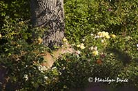 Deer eating breakfast, Rose Garden, grounds of Government House, Victoria, BC