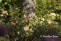 Deer, Rose Garden, grounds of Government House, Victoria, BC