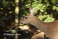 Deer, Rose Garden, grounds of Government House, Victoria, BC