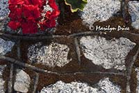 Geranium and rock wall, grounds of Government House, Victoria, BC