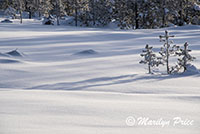 Shadows in the snow, Terrace Spring thermal area, Yellowstone National Park, WY