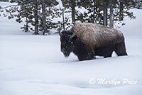 Bison making their way through Fountain Paint Pots, Yellowstone National Park, WY