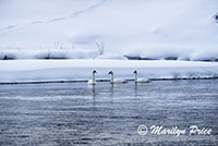 Swans on the Madison River, Yellowstone National Park, WY