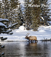 Elk, Madison River, Yellowstone National Park, WY