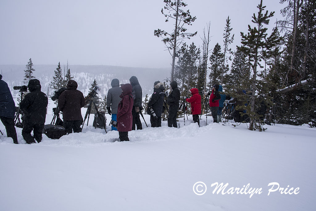 Photographers line up to shoot wolves, near Indian Creek Campground, Yellowstone National Park, WY