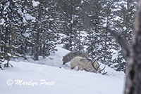 Wolves near Indian Creek Campground, Yellowstone National Park, WY