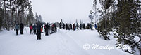 Photographers line up to shoot wolves, near Indian Creek Campground, Yellowstone National Park, WY