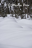 Snowy trees, Gibbon Falls parking lot, Yellowstone National Park, WY