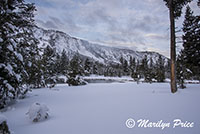 Madison River, Yellowstone National Park, WY