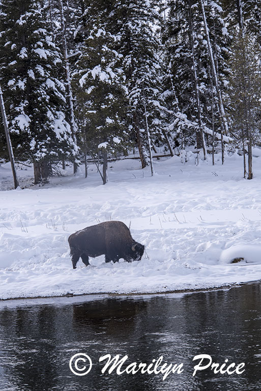 Foraging bison on the banks of the Madison River, Yellowstone National Park, WY