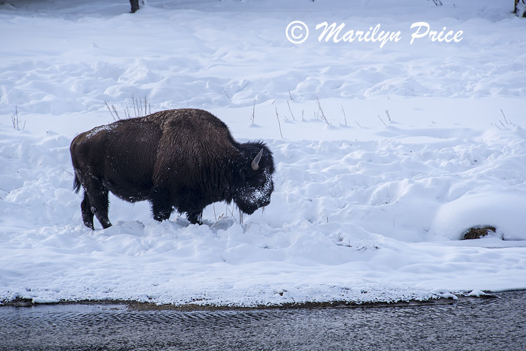 Foraging bison on the banks of the Madison River, Yellowstone National Park, WY