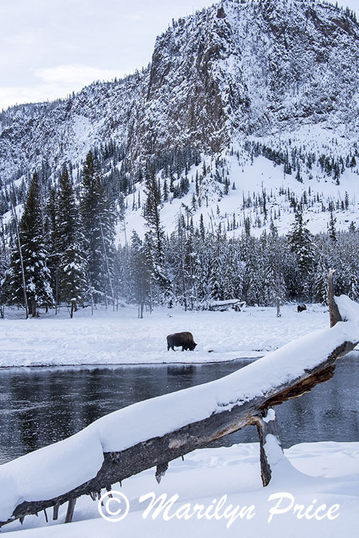 Foraging bison on the banks of the Madison River, Yellowstone National Park, WY