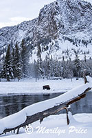 Foraging bison on the banks of the Madison River, Yellowstone National Park, WY