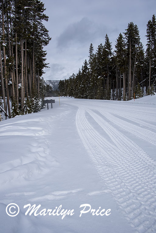 Tracks in the snowy road, Yellowstone National Park, WY