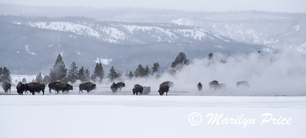 Bison warming themselves in the steam near Grand Prismatic Spring, Yellowstone National Park, WY