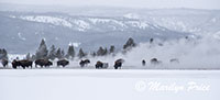 Bison warming themselves in the steam near Grand Prismatic Spring, Yellowstone National Park, WY