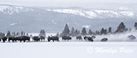 Bison warming themselves in the steam near Grand Prismatic Spring, Yellowstone National Park, WY