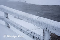 Frosted railings - frozen steam, Midway Geyser Basin, Yellowstone National Park, WY