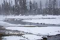 Coyote on the banks of Iron Springs Creek, Black Sand Basin, Yellowstone National Park, WY