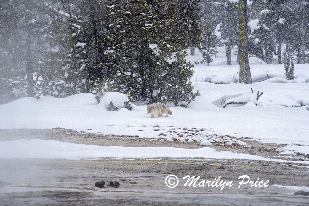 Coyote on the banks of Iron Springs Creek, Black Sand Basin, Yellowstone National Park, WY