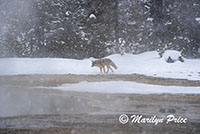 Coyote on the banks of Iron Springs Creek, Black Sand Basin, Yellowstone National Park, WY