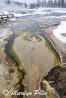 Thermal runoff, Black Sand Basin, Yellowstone National Park, WY