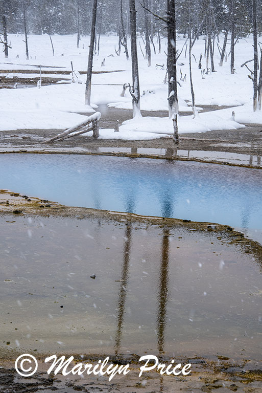 Opalescent Pool with 'bobby sox' trees, Black Sands Basin, Yellowstone National Park, WY