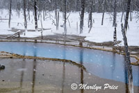 Opalescent Pool with 'bobby sox' trees, Black Sands Basin, Yellowstone National Park, WY