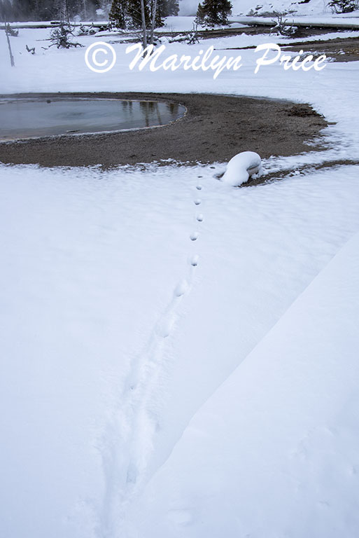 Tracks in the snow, Upper Geyser Basin, Yellowstone National Park, WY