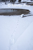 Tracks in the snow, Upper Geyser Basin, Yellowstone National Park, WY