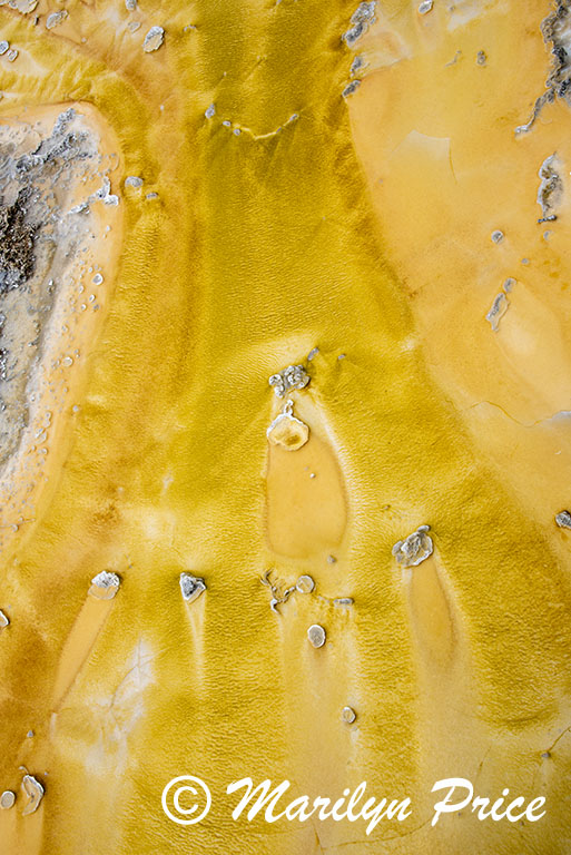 Algae in the water, Upper Geyser Basin, Yellowstone National Park, WY