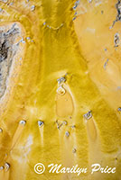 Algae in the water, Upper Geyser Basin, Yellowstone National Park, WY