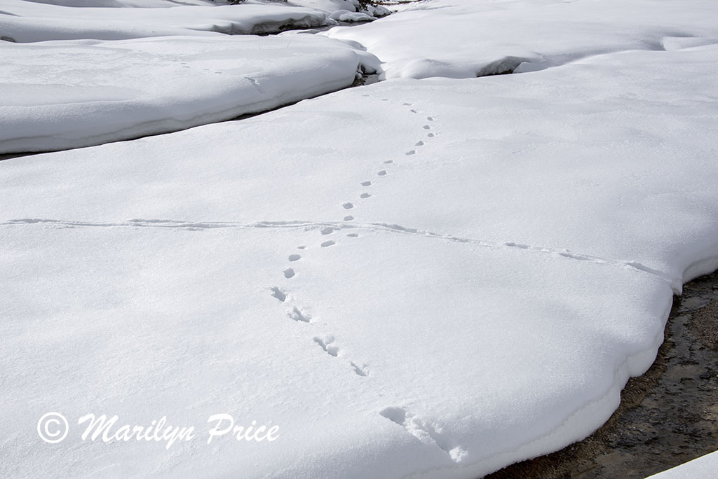 Tracks in the snow, Upper Geyser Basin, Yellowstone National Park, WY