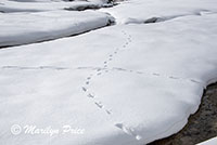 Tracks in the snow, Upper Geyser Basin, Yellowstone National Park, WY