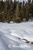 Patterns in the snow, Upper Geyser Basin, Yellowstone National Park, WY