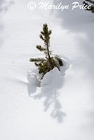 Small tree and shadows, Upper Geyser Basin, Yellowstone National Park, WY