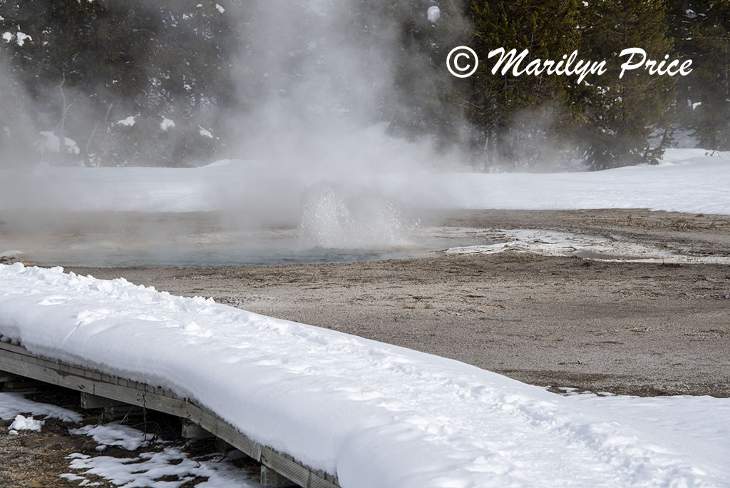 Spasmodic Geyser, Upper Geyser Basin, Yellowstone National Park, WY