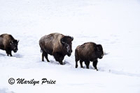 Parade of bison, Lamar Valley, Yellowstone National Park, WY