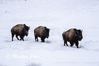 Parade of bison, Lamar Valley, Yellowstone National Park, WY