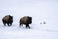 Parade of bison, Lamar Valley, Yellowstone National Park, WY