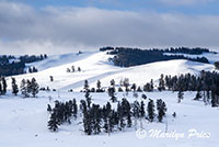 Lamar Valley, Yellowstone National Park, WY