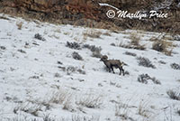 Bighorn sheep grazing, Lamar Valley, Yellowstone National Park, WY