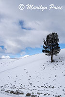 Lone tree on a hillside, Lamar Valley, Yellowstone National Park, WY