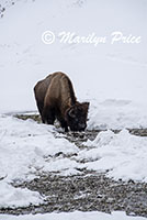 Bison grazing in a small creek, Lamar Valley, Yellowstone National Park, WY