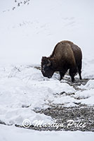 Bison grazing in a small creek, Lamar Valley, Yellowstone National Park, WY